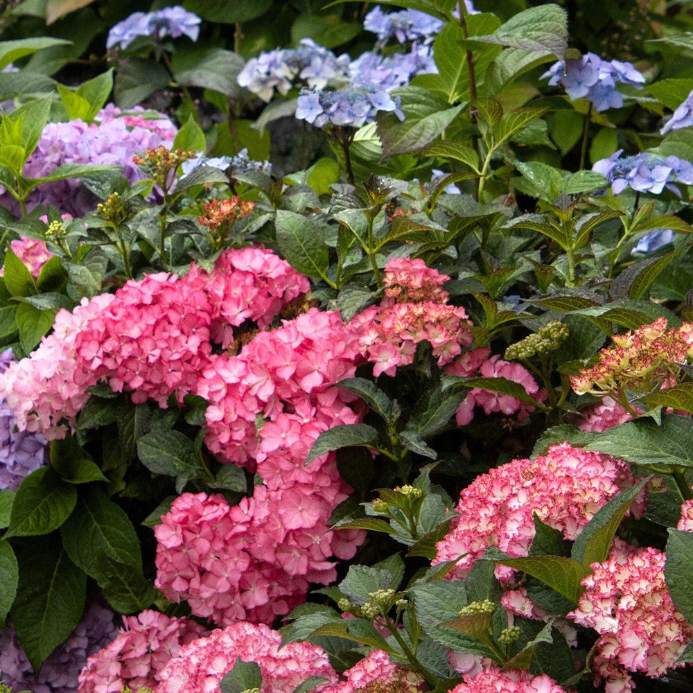 Hydrangea macrophylla 'HORTHAMP' PP #29,005 ~ Seaside Serenade® Hamptons Hydrangea-ServeScape