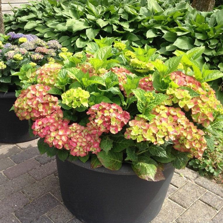 Hydrangea macrophylla 'QUFU' PP26426 ~ Tilt-A-Swirl® Hydrangea-ServeScape