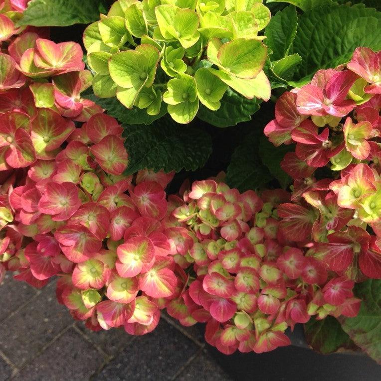 Hydrangea macrophylla 'QUFU' PP26426 ~ Tilt-A-Swirl® Hydrangea-ServeScape