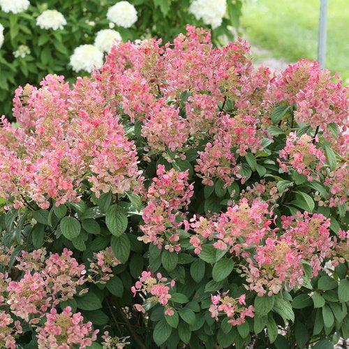 Hydrangea paniculata 'SMHPLQF' ~ Little Quick Fire® Hydrangea-ServeScape