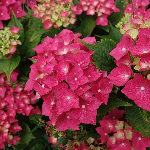 Hydrangea macrophylla 'Cardinal Light Red' ~ Cardinal Light Red Hydrangea-ServeScape
