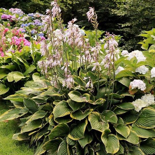 Hosta 'Earth Angel' ~ Earth Angel Hosta-ServeScape