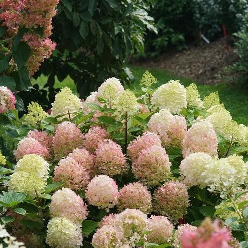 Hydrangea paniculata 'SMNHPK' ~ Proven Winners® Fire Light Tidbit® Hydrangea-ServeScape