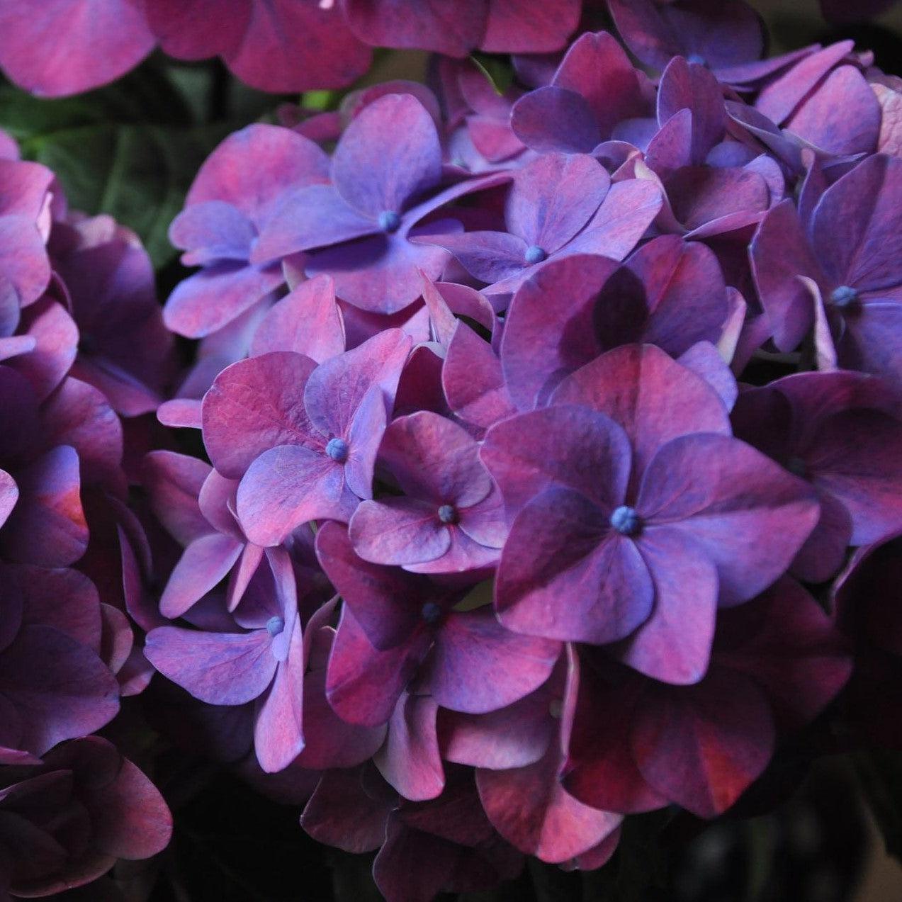 Hydrangea macrophylla 'Deep Purple' ~ Deep Purple Hydrangea-ServeScape