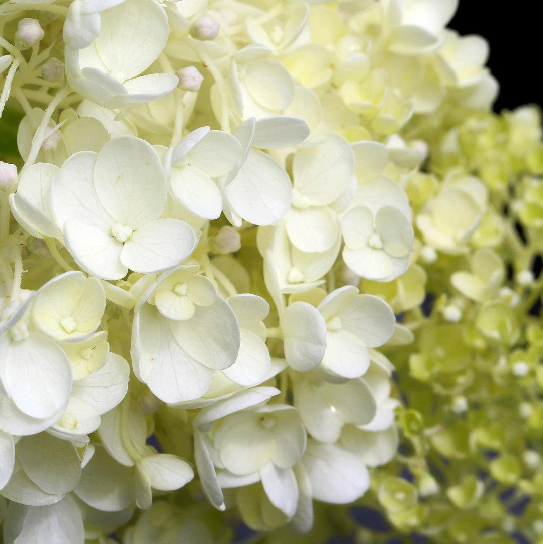 Hydrangea quercifolia 'BIV01' PP30565 ~ Tara Oakleaf Hydrangea-ServeScape