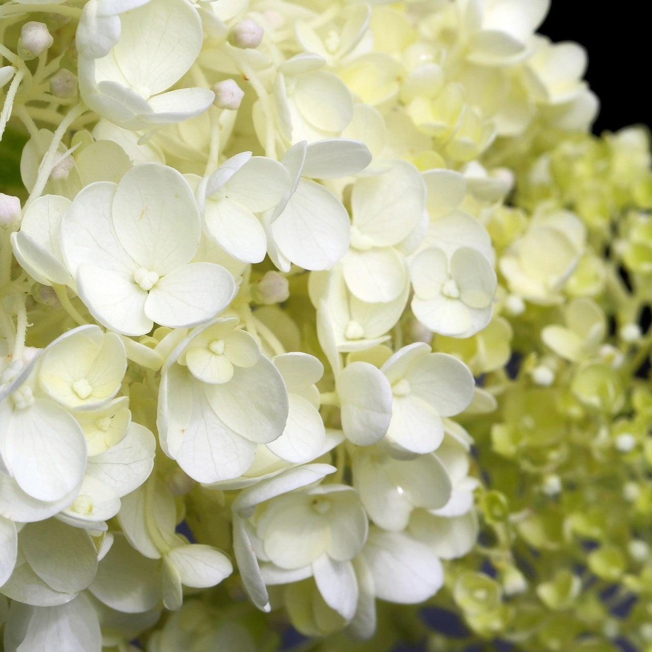 Hydrangea quercifolia 'BIV01' PP30565 ~ Tara Oakleaf Hydrangea-ServeScape