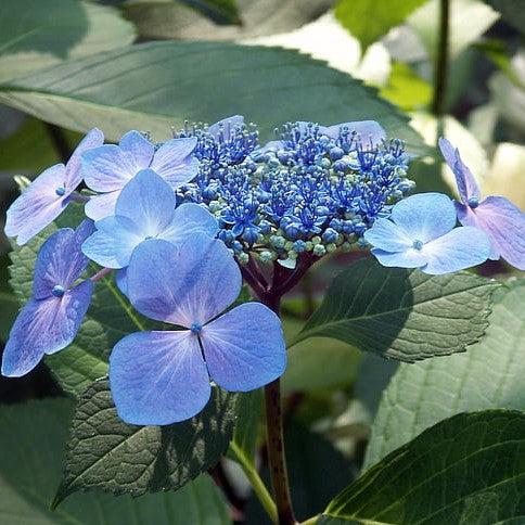 Hydrangea macrophylla 'Bailmacsix' ~ Endless Summer® Pop Star® Hydrangea-ServeScape