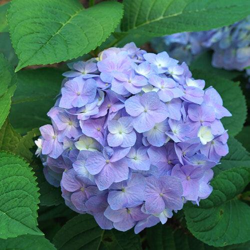 Hydrangea macrophylla × serrata 'SMNHSME' ~ Let's Dance® Sky View® Hydrangea-ServeScape