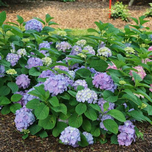 Hydrangea macrophylla × serrata 'SMNHSME' ~ Let's Dance® Sky View® Hydrangea-ServeScape