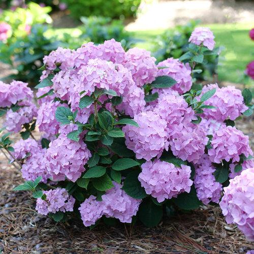Hydrangea macrophylla × serrata 'SMNHSME' ~ Let's Dance® Sky View® Hydrangea-ServeScape