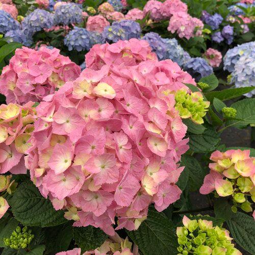 Hydrangea macrophylla × serrata 'SMNHSME' ~ Let's Dance® Sky View® Hydrangea-ServeScape