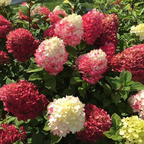 Hydrangea paniculata ''SMNHPH' PP33,207 ~ Proven Winners® Little Lime Punch® Hydrangea-ServeScape