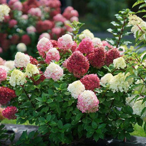 Hydrangea paniculata ''SMNHPH' PP33,207 ~ Proven Winners® Little Lime Punch® Hydrangea-ServeScape