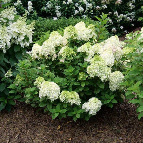 Hydrangea paniculata ''SMNHPH' PP33,207 ~ Proven Winners® Little Lime Punch® Hydrangea-ServeScape