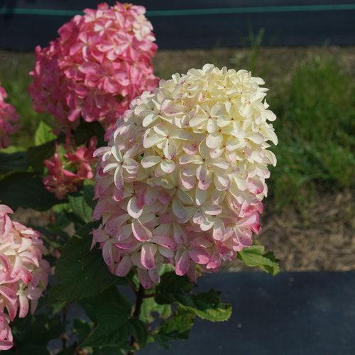 Hydrangea paniculata 'SMNHPM' ~ Quick Fire Fab® Hydrangea-ServeScape