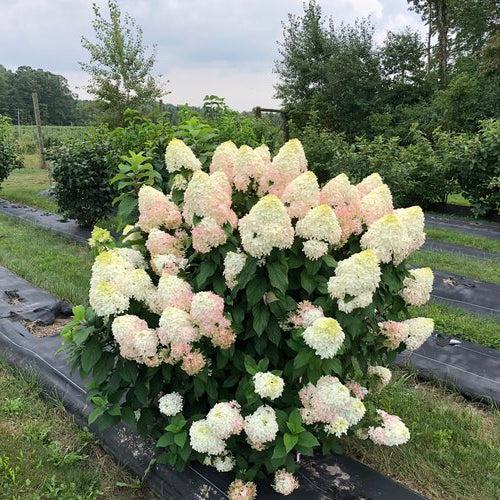 Hydrangea paniculata 'SMNHPM' ~ Quick Fire Fab® Hydrangea-ServeScape
