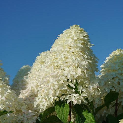 Hydrangea paniculata 'SMNHPM' ~ Quick Fire Fab® Hydrangea-ServeScape
