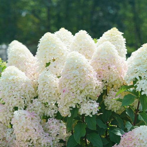 Hydrangea paniculata 'SMNHPM' ~ Quick Fire Fab® Hydrangea-ServeScape