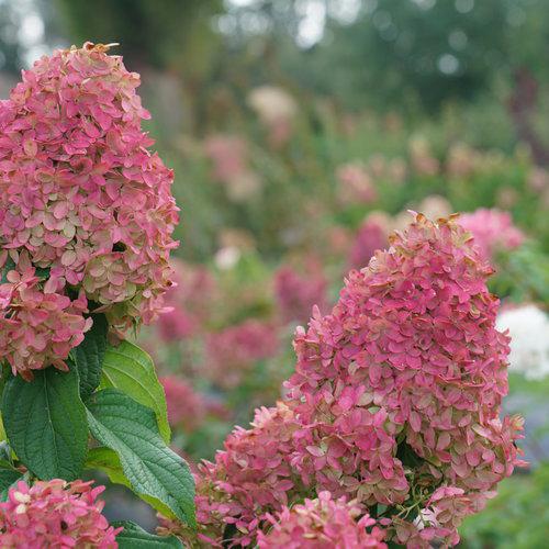 Hydrangea paniculata 'SMNHPM' ~ Quick Fire Fab® Hydrangea-ServeScape