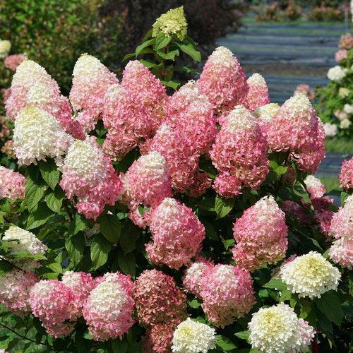 Hydrangea paniculata 'SMNHPM' ~ Quick Fire Fab® Hydrangea-ServeScape