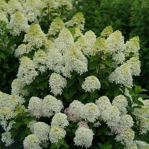 Hydrangea paniculata 'SMNHPM' ~ Quick Fire Fab® Hydrangea-ServeScape