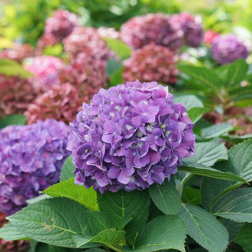 Hydrangea x 'SMNHSC' ~ Let's Dance® ¡Arriba!® Hydrangea-ServeScape