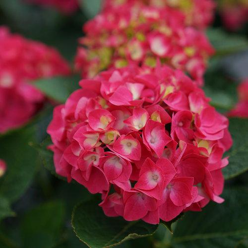 Hydrangea macrophylla 'SMNHML' ~ Wee Bit Giddy® Hydrangea-ServeScape