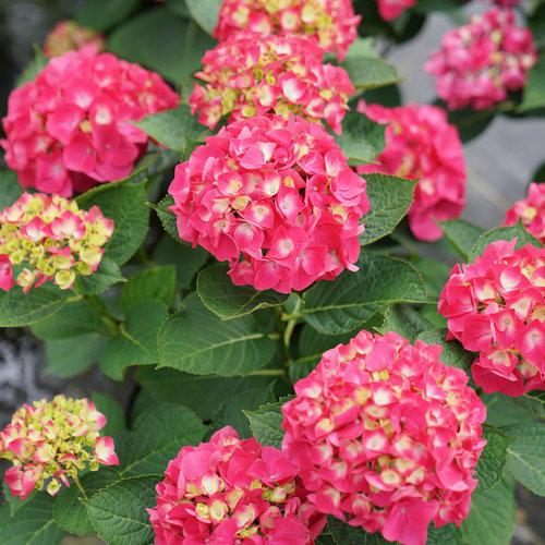 Hydrangea macrophylla 'SMNHML' ~ Wee Bit Giddy® Hydrangea-ServeScape