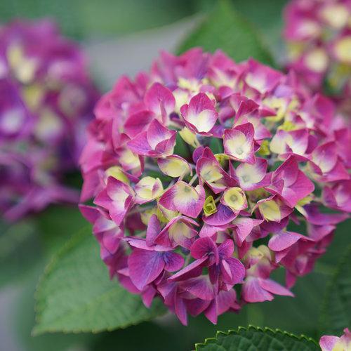 Hydrangea macrophylla 'SMNHML' ~ Wee Bit Giddy® Hydrangea-ServeScape