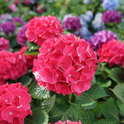 Hydrangea macrophylla 'SMNHML' ~ Wee Bit Giddy® Hydrangea-ServeScape