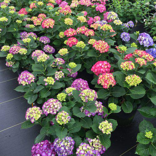Hydrangea macrophylla 'SMNHML' ~ Wee Bit Giddy® Hydrangea-ServeScape