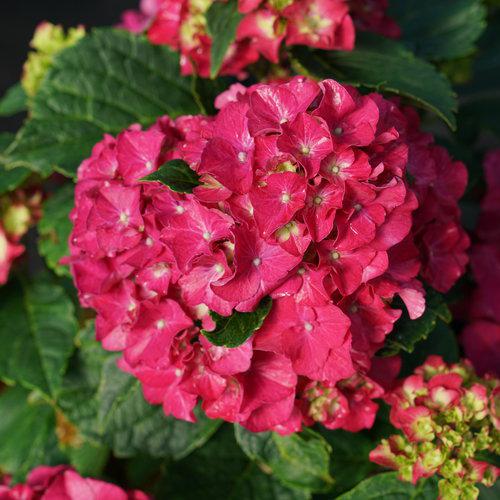 Hydrangea macrophylla 'Stragrum' ~ Wee Bit Grumpy® Hydrangea-ServeScape