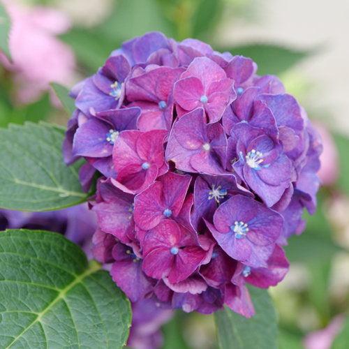Hydrangea macrophylla 'Stragrum' ~ Wee Bit Grumpy® Hydrangea-ServeScape
