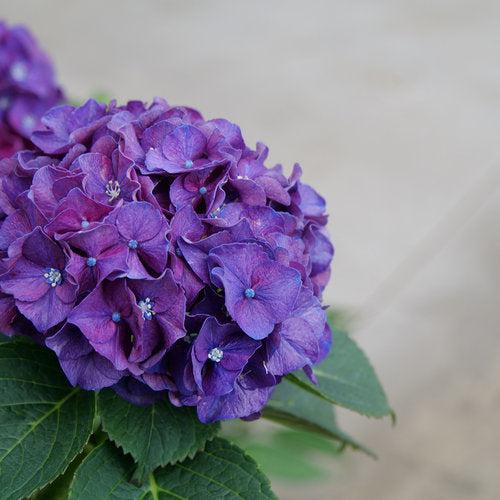 Hydrangea macrophylla 'Stragrum' ~ Wee Bit Grumpy® Hydrangea-ServeScape