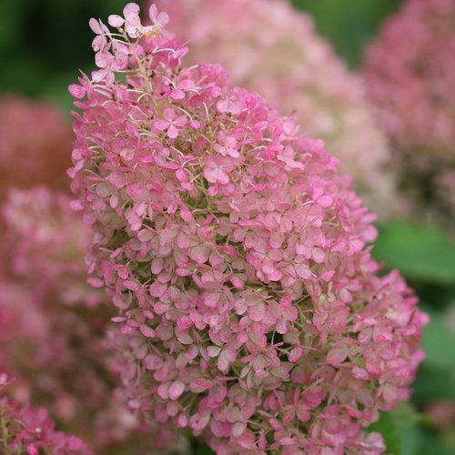 Hydrangea paniculata 'Ilvobo' PP22782 ~ Proven Winners® Color Choice® Bobo® Hydrangea-ServeScape