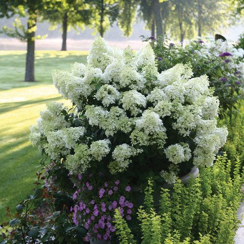 Hydrangea paniculata 'Ilvobo' PP22782 ~ Proven Winners® Color Choice® Bobo® Hydrangea-ServeScape