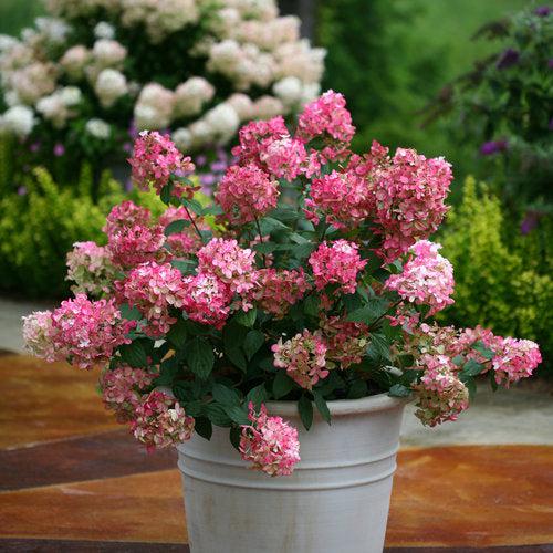Hydrangea paniculata 'SMHPFL' PP25,135 ~ Fire Light® Hardy Hydrangea-ServeScape