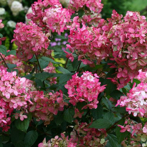 Hydrangea paniculata 'SMHPFL' PP25,135 ~ Fire Light® Hardy Hydrangea-ServeScape