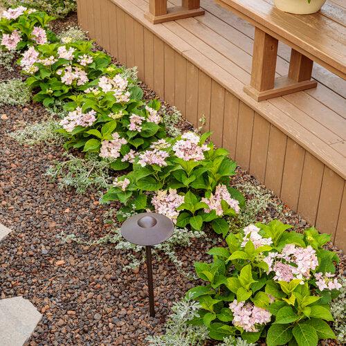 Hydrangea serrata 'SMNHSDD' ~ Tuff Stuff Ah-Hah™ Hydrangea-ServeScape