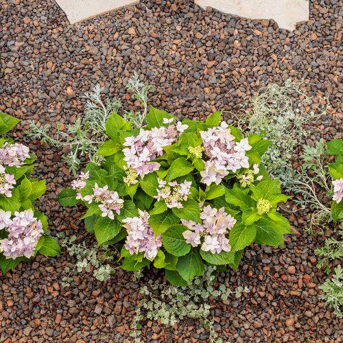 Hydrangea serrata 'SMNHSDD' ~ Tuff Stuff Ah-Hah™ Hydrangea-ServeScape