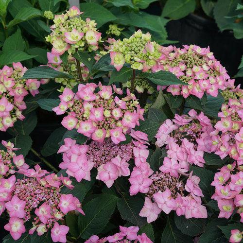 Hydrangea serrata 'SMNHSI' ~ Let's Dance® Can Do!® Hydrangea-ServeScape