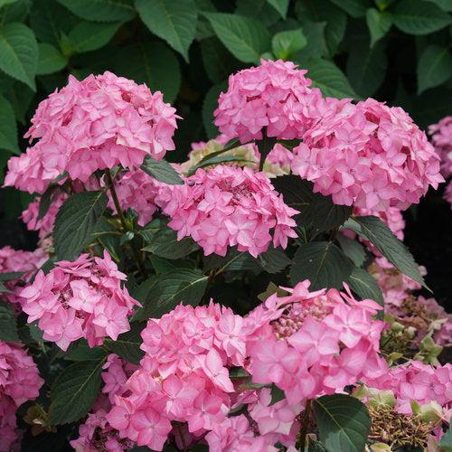 Hydrangea serrata 'SMNHSI' ~ Let's Dance® Can Do!® Hydrangea-ServeScape