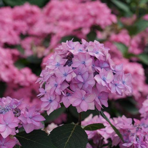 Hydrangea serrata 'SMNHSI' ~ Let's Dance® Can Do!® Hydrangea-ServeScape