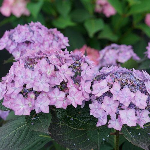Hydrangea serrata 'SMNHSI' ~ Let's Dance® Can Do!® Hydrangea-ServeScape