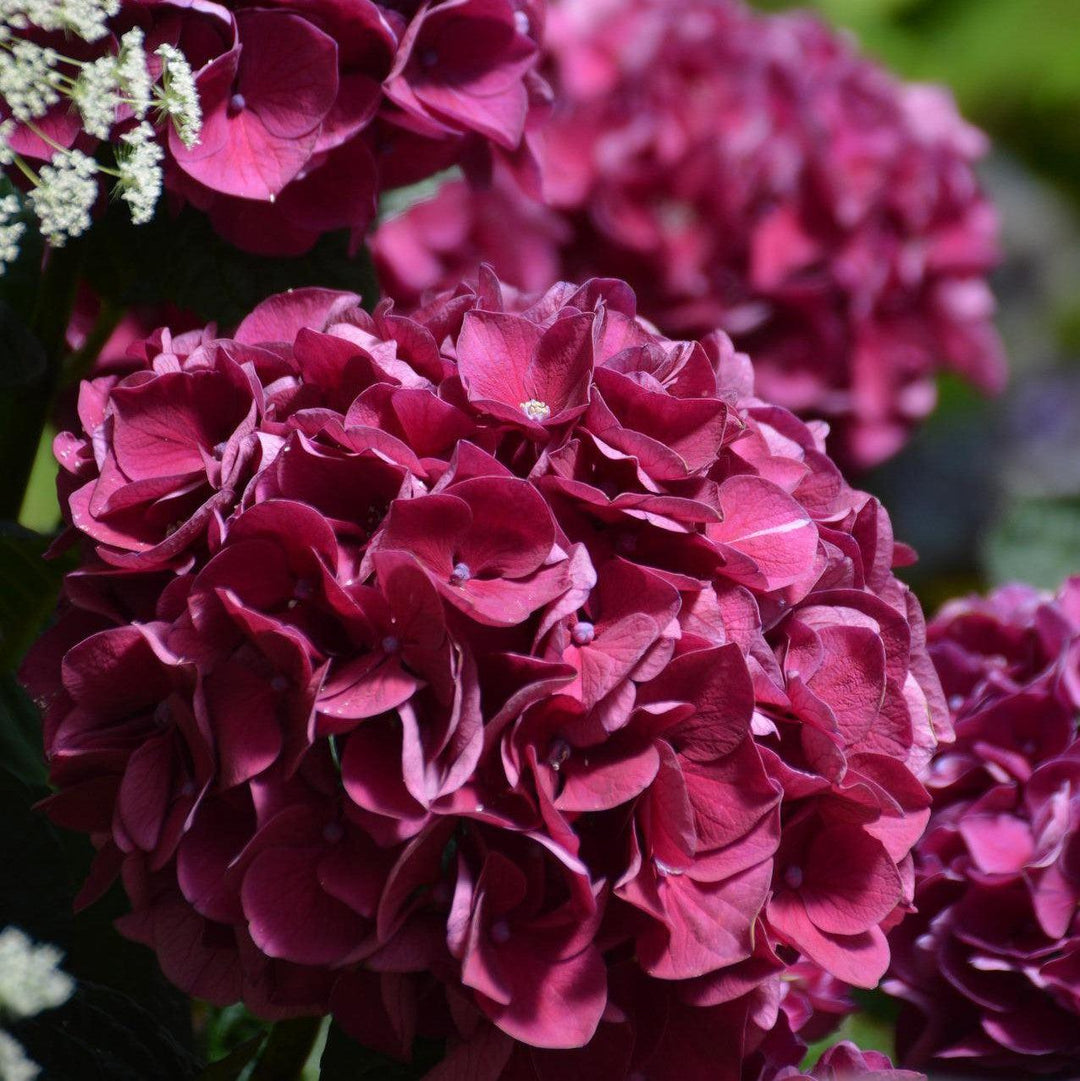 Hydrangea macrophylla 'Deep Purple' ~ Deep Purple Hydrangea-ServeScape