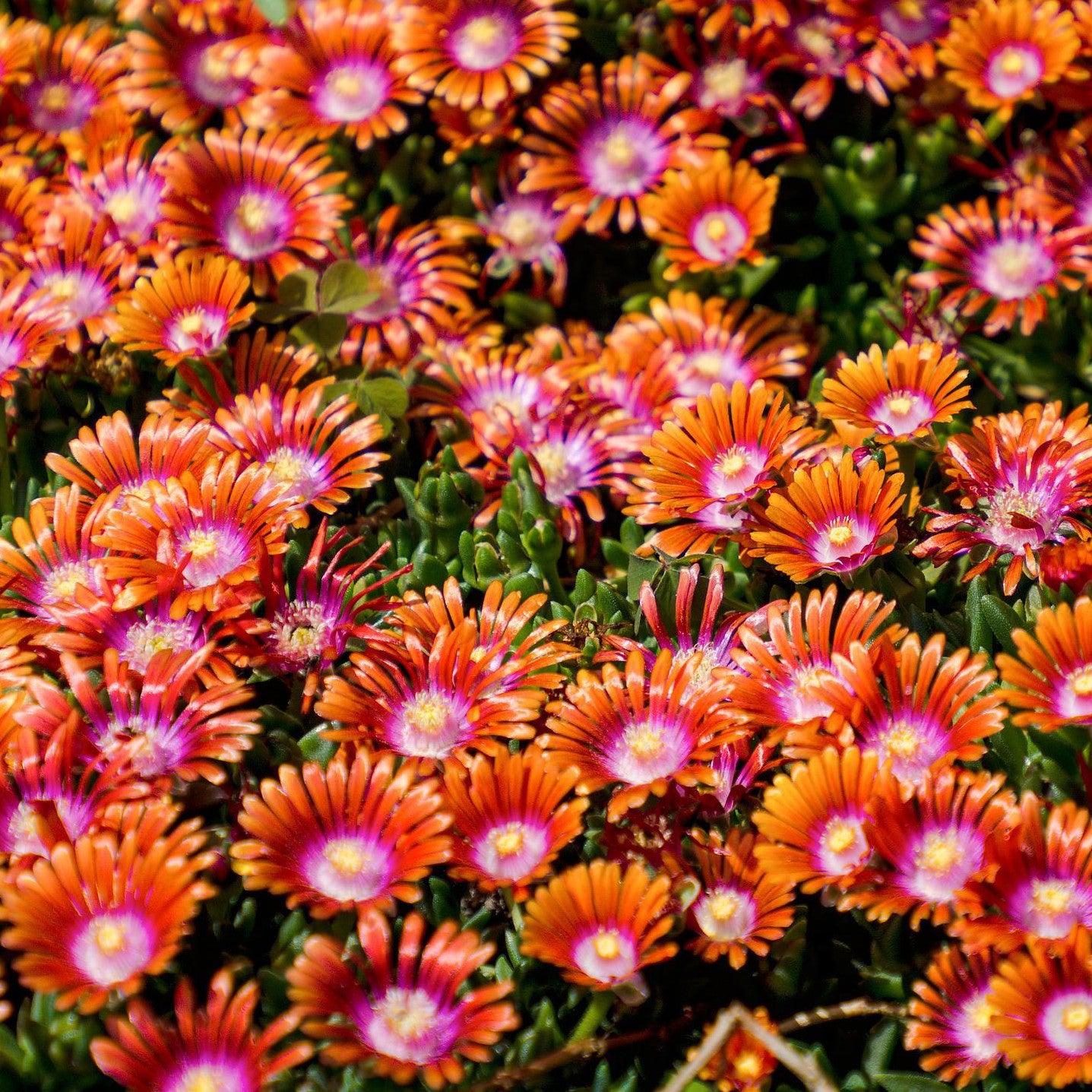 Delosperma cooperi 'Jewel of Desert Sunstone' ~ Jewel of Desert® Sunstone Ice Plant-ServeScape