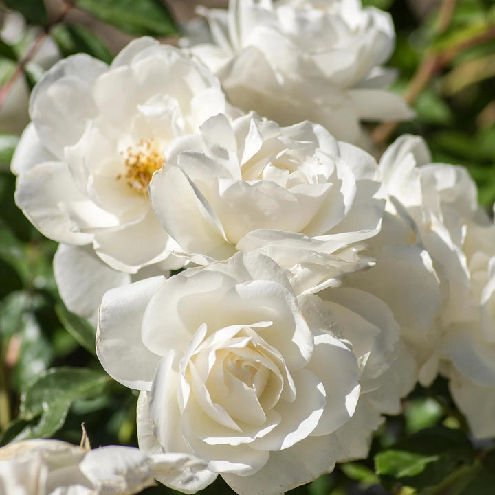 Rosa 'Korbin' ~ Iceburg Rose-ServeScape