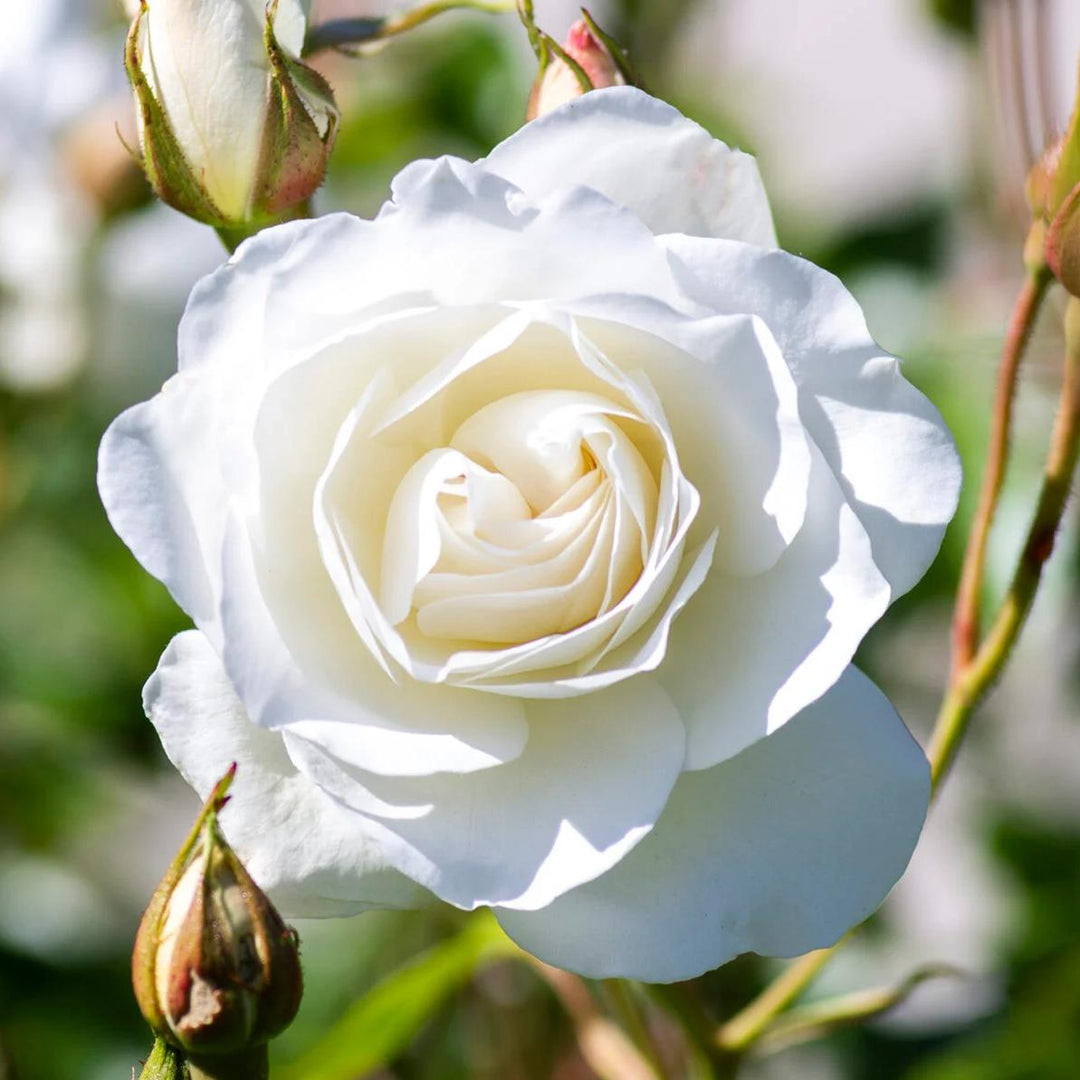 Rosa 'Korbin' ~ Iceburg Rose-ServeScape