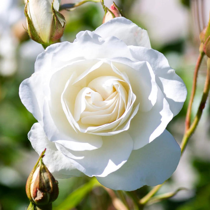 Rosa 'Korbin' ~ Iceburg Rose-ServeScape