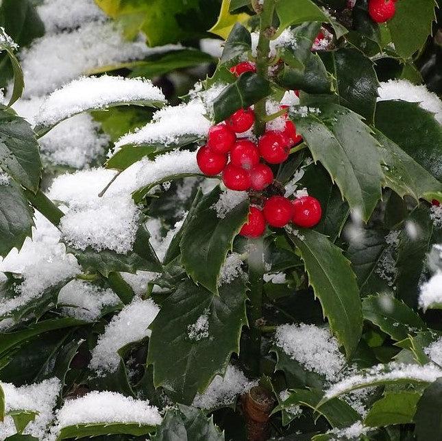 Ilex x 'Homefire' ~ Homefire Holly-ServeScape